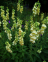 Foxglove, Large Yellow